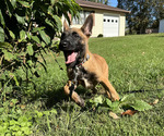 Puppy Orion Belgian Malinois