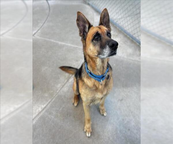 Medium Photo #2 German Shepherd Dog Puppy For Sale in Martinez, CA, USA