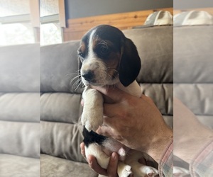 Beagle Puppy for sale in CORNELL, MI, USA
