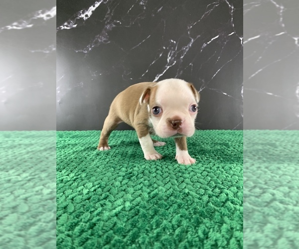 Medium Photo #4 Boston Terrier Puppy For Sale in TULARE, CA, USA