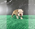 Small #3 Boston Terrier