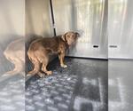Small Mutt