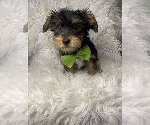 Yorkshire Terrier Puppy for Sale in BEECH GROVE, Indiana USA