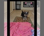 Small #2 Yorkshire Terrier