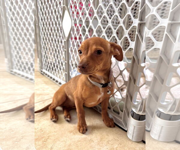 Medium Photo #6 Chiweenie Puppy For Sale in Valrico, FL, USA