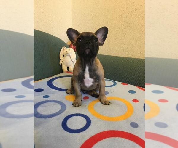 Medium Photo #4 French Bulldog Puppy For Sale in BAY VIEW, WI, USA