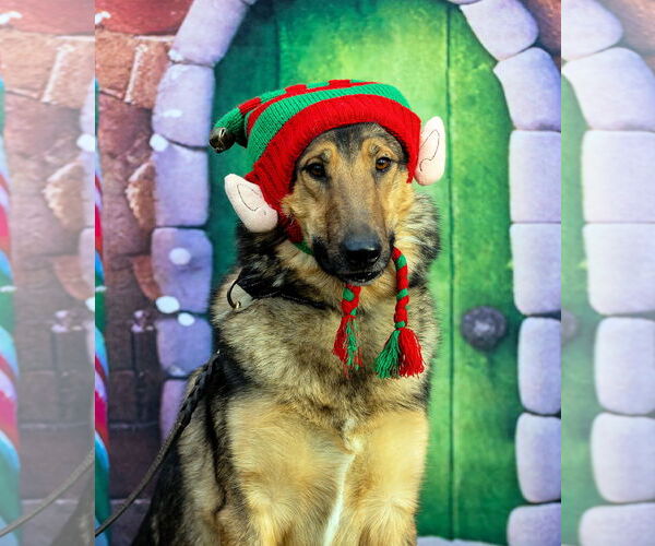 Medium Photo #3 Shollie Puppy For Sale in Munford, TN, USA