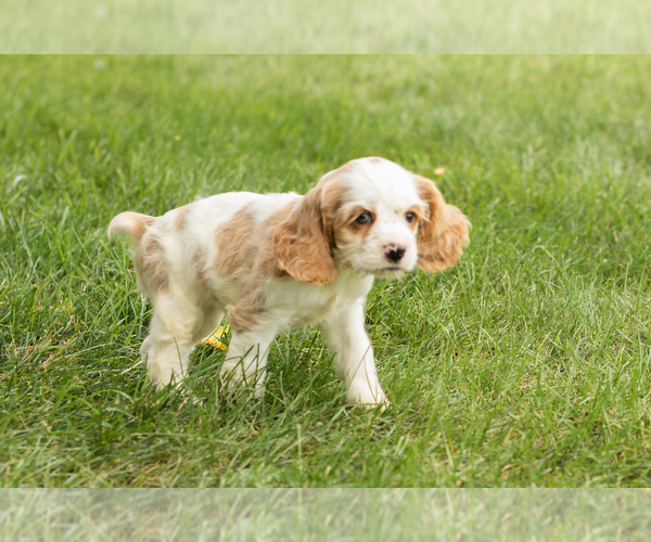 Medium Photo #2 Cocker Spaniel Puppy For Sale in NAPPANEE, IN, USA