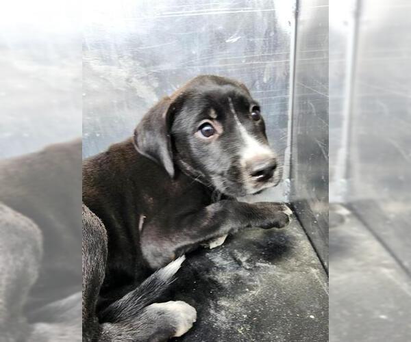 Medium Photo #1 Labrador Retriever-Unknown Mix Puppy For Sale in San Antonio, TX, USA