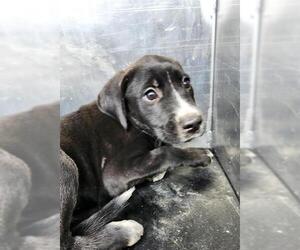 Labrador Retriever-Unknown Mix Dogs for adoption in San Antonio, TX, USA