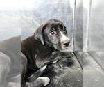 Small Labrador Retriever Mix