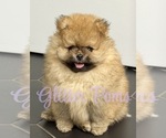 Image preview for Ad Listing. Nickname: Cute Pom