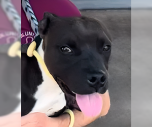 Mutt Dogs for adoption in Pasadena, CA, USA