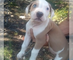 Bullypit-Mastiff Mix Puppy for sale in SPRING BRANCH, TX, USA