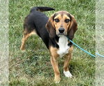 Small Photo #3 Bagle Hound Puppy For Sale in Batavia, OH, USA