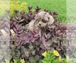Small Photo #2 Cocker Spaniel-Poodle (Miniature) Mix Puppy For Sale in SHILOH, OH, USA