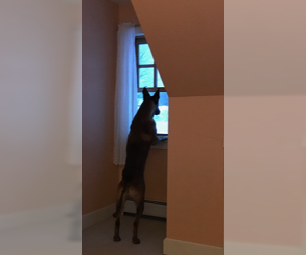 Medium Photo #4 Mutt Puppy For Sale in Stevens Point, WI, USA