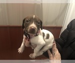 Small Photo #3 German Shorthaired Pointer Puppy For Sale in PERRY, KS, USA
