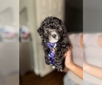 Puppy Puppy 3 Poodle (Toy)