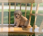 Small Photo #10 Goldendoodle Puppy For Sale in MARYVILLE, MO, USA