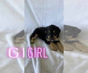 -Goldendoodle Mix Puppy for sale in OKTAHA, OK, USA