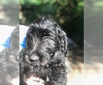 Small Photo #3 Labradoodle Puppy For Sale in HUMBLE, TX, USA