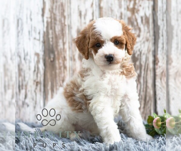 Medium Photo #6 Goldendoodle (Miniature) Puppy For Sale in SUNBURY, PA, USA