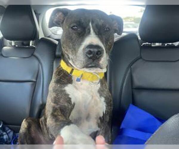 Medium Photo #2 American Bulldog-Unknown Mix Puppy For Sale in Miami, FL, USA