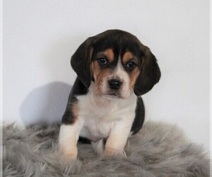 Beagle Puppy for sale in APPLE CREEK, OH, USA