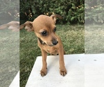 Small Photo #4 Chihuahua Puppy For Sale in GOSHEN, IN, USA