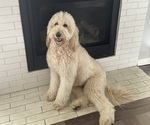 Small Photo #1 Goldendoodle Puppy For Sale in RAYMORE, MO, USA