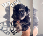 Small #1 Morkie