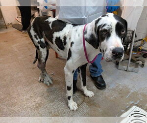 Great Dane Dogs for adoption in Bullard, TX, USA