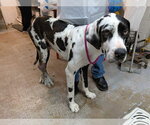 Small Great Dane