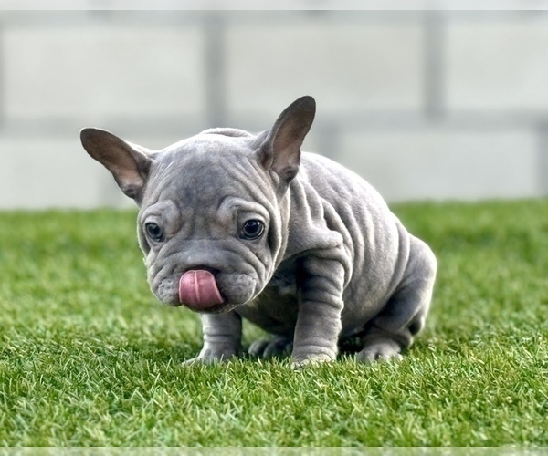 Medium Photo #6 French Bulldog Puppy For Sale in CHARLESTON, SC, USA