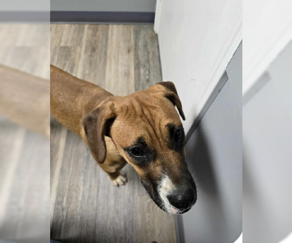 Medium Photo #2 Boxer-Unknown Mix Puppy For Sale in Burnsville, MN, USA