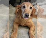 Small #1 Golden Retriever