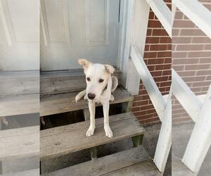 Unknown-white german shepherd Mix Dogs for adoption in Hoffman Estates, IL, USA