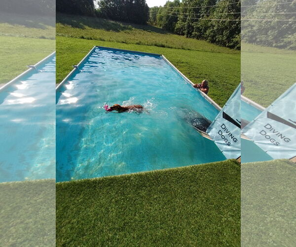 Medium Photo #10 Labrador Retriever-Red Heeler Mix Puppy For Sale in Stover, MO, USA