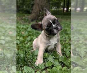 Medium French Bulldog