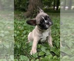 Puppy Max French Bulldog
