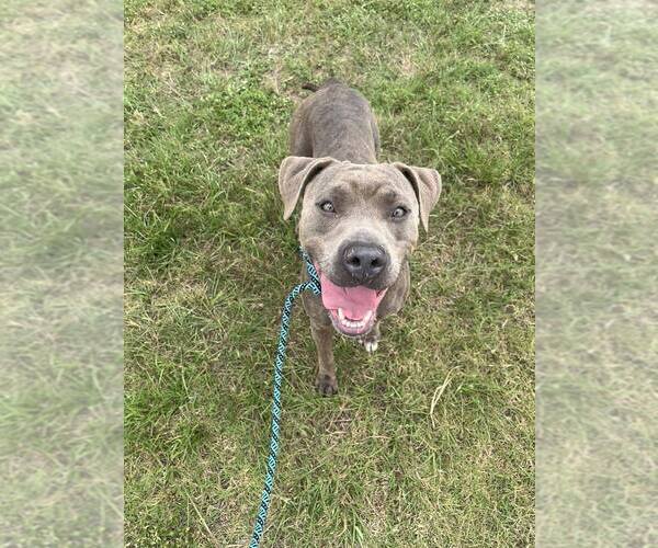 Medium Photo #3 Mutt Puppy For Sale in Abbeville, LA, USA