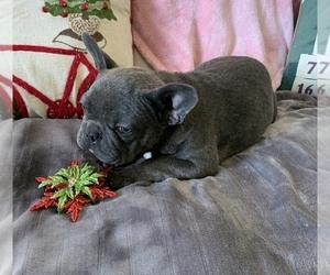 French Bulldog Puppy for sale in JOHNS ISLAND, SC, USA
