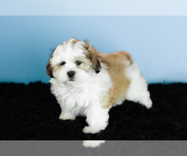 Medium Photo #3 Zuchon Puppy For Sale in WOLCOTTVILLE, IN, USA