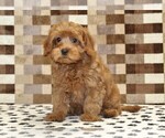 Small #3 Cavapoo (Miniature)