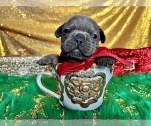 French Bulldog Puppy for sale in HAYWARD, CA, USA