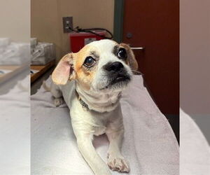 Chihuahua-Unknown Mix Dogs for adoption in Rancho Cucamonga, CA, USA
