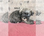 Litter of 8 - Male(s) and Female(s) Schnauzer (Miniature)Litter of Puppies for Sale - Photo #2
