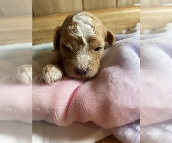Medium Photo #5 Cavapoo Puppy For Sale in LAFAYETTE, TN, USA