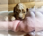 Small Photo #5 Cavapoo Puppy For Sale in LAFAYETTE, TN, USA